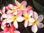 Desktop Wallpapers Flowers Backgrounds Hawaiian Plumeria