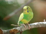 30+] Budgerigar Wallpapers