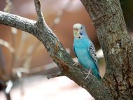 1,943 Budgerigar Stock Photos, High-Res Pictures, and Images - Getty Images