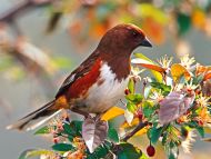 Desktop Wallpapers Animals Backgrounds Female Rufous Sided Towhee