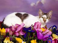 Desktop Wallpapers » Animals Backgrounds » Love Cat » www.desktopdress.com