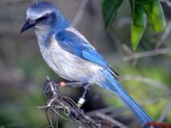 Desktop Wallpapers » Animals Backgrounds » Scrub Jay » www.desktopdress.com