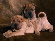 Download free Cute Wrinkly Shar Pei Dog Wallpaper - MrWallpaper.com