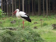 Wall Mural Photo Wallpaper The stork in action | Shop now!