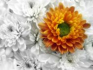 Yellow chrysanthemum flower HD wallpapers | Pxfuel