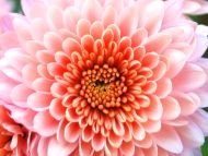 Download wallpaper 1125x2436 white, chrysanthemum, flowers, iphone x,  1125x2436 hd background, 14726