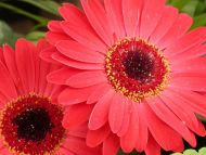 Desktop Wallpapers » Flowers Backgrounds » Gerbera Red » www ...