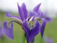 Wild Meadow Pale Iris Wallpaper