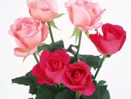 Desktop Wallpapers » Flowers Backgrounds » Light and Dark Pink Roses »  