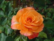HD wallpaper: blooming orange rose, flower, blossom, nature, rose blooms,  beauty | Wallpaper Flare