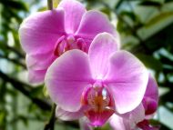 Desktop Wallpapers » Flowers Backgrounds » Pink Orchids » www ...