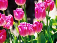 Desktop Wallpapers » Flowers Backgrounds » Pink White Tulips » www