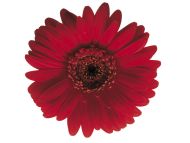 single red flower white background