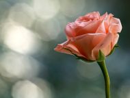 Desktop Wallpapers » Flowers Backgrounds » Rose for the Special ...