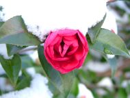 Desktop Wallpapers Flowers Backgrounds Snow Rose Www