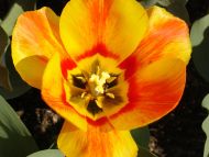 Desktop Wallpapers » Flowers Backgrounds » Tulips Yellow Orange » www