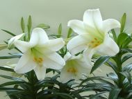Desktop Wallpapers » Flowers Backgrounds » White Lily in Plant » www.desktopdress.com