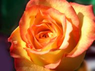 Free Stock Photo of One Orange Rose | Download Free Images and Free  Illustrations