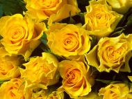 yellow roses wallpaper desktop background