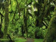 Green forest, forest, 1366x768, green, HD wallpaper