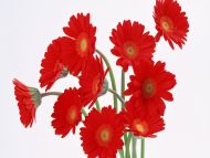 10 Red Gerbera