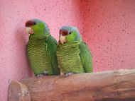 2 Parrots