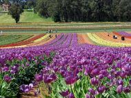 A Big Garden of Tulips