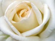 A Big White Rose