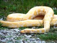 Albino Burmese Python