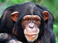 All Ears, Chimpanzee