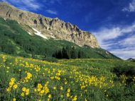 Alpine Meadow Near Crested Butte, Colorado