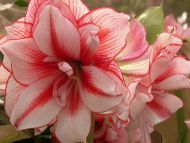 Amaryllis