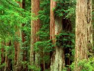 Ancient Giants, Big Basin Redwood State Park, California