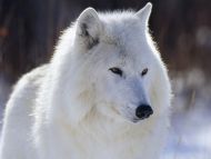 Arctic Wolf Canada