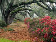 Azaleas and Live Oaks, Charleston, South Carolina