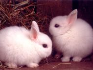 Baby Rabbits