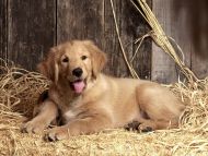 Baily, Golden Retriever Puppy