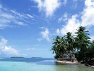 Beach, Coconut Tree