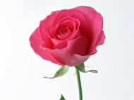 Beautiful Pink Rose