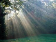 Beautiful Rays in Forest