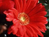 Beautiful Red Gerbera