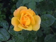 Beautiful Yellow Rose