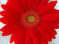 Big Gerbera Daisy Red