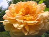 Big Light Yellow Rose