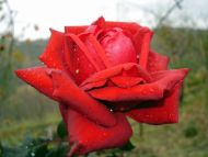 Big Lovely Red Rose