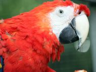 Big Parrot Closeup