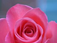 Big Pink Rose