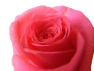Big Pink Rose