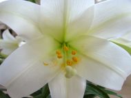 Big White Lily