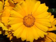 Big Yellow Marigold